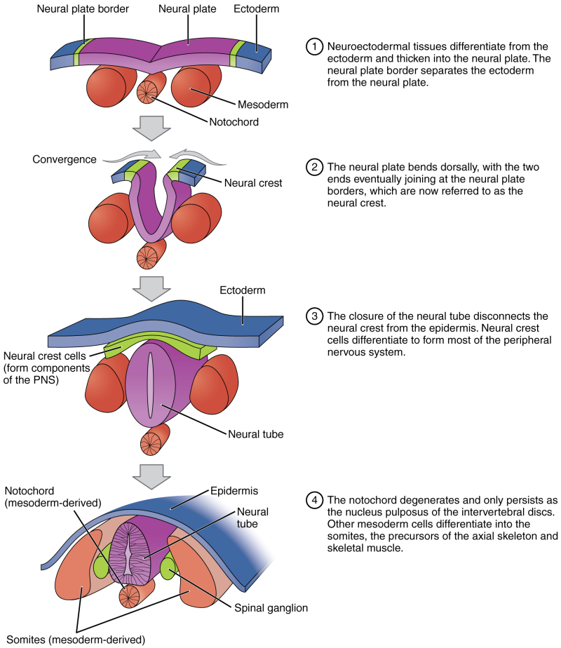 figure-neural-crest-cells-contributed-by-statpearls-ncbi