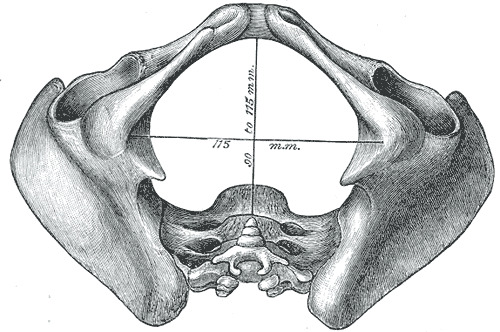 Evolution of the human pelvis