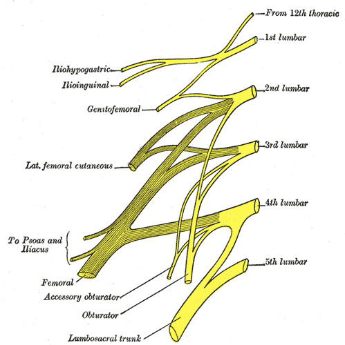 Figure, Diagram showing the innervation of] - StatPearls - NCBI Bookshelf