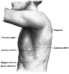 Thoracic Cavity: Location and Function