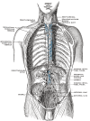 Thoracic Cavity: Location and Function