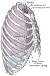Thoracic Cavity: Location and Function