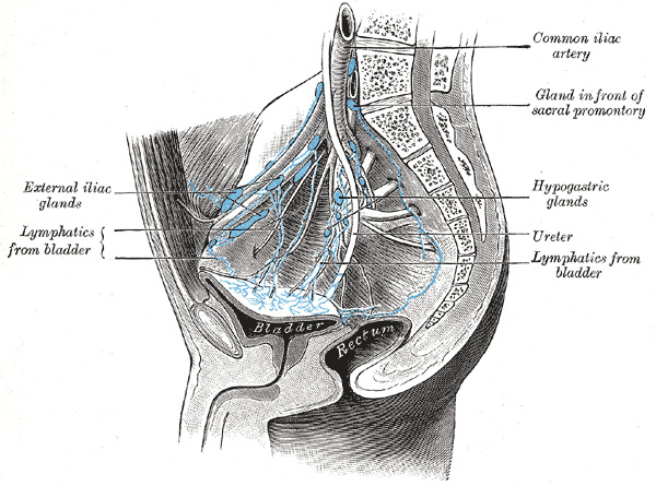internal iliac lymph nodes