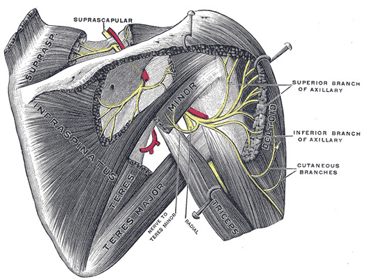 Figure, Scapula anatomy Contributed by Dr] - StatPearls - NCBI Bookshelf