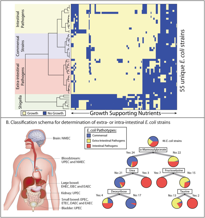 Fig 2 A Genome Scale Models Can Be The Pangenome Ncbi Bookshelf 1852