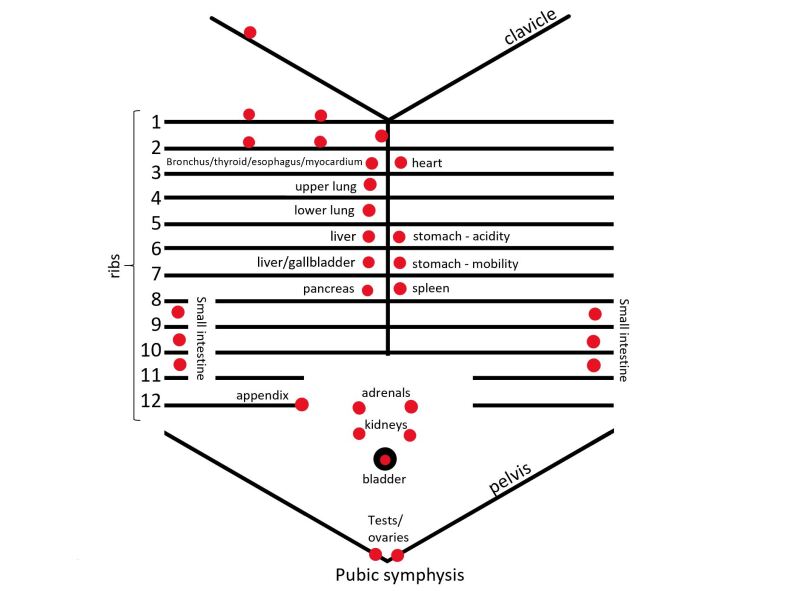 Figure Diagram Of Anterior Chapmans Points Contributed By Megan Bath Statpearls Ncbi