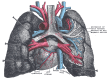 The Lungs, Pulmonary vessels, seen in a dorsal view of the heart and lungs