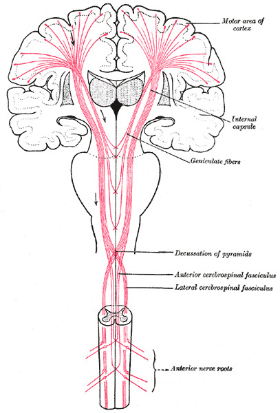 Pathways From the Brain to the Spinal Cord