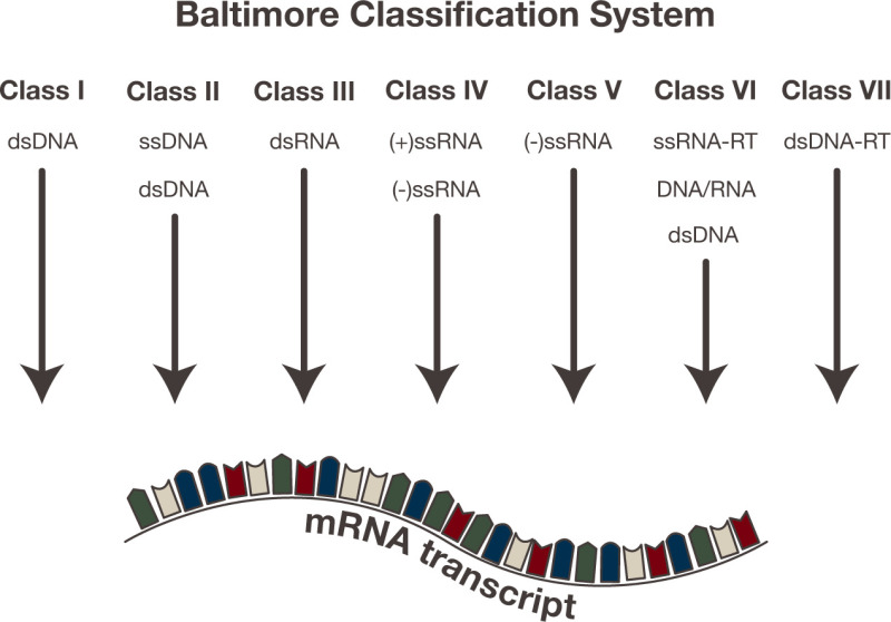 FIGURE 3. [The Baltimore classification scheme groups...]. Viruses