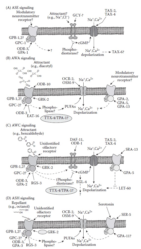 FIGURE 1.5. Signal transduction pathways of major C.