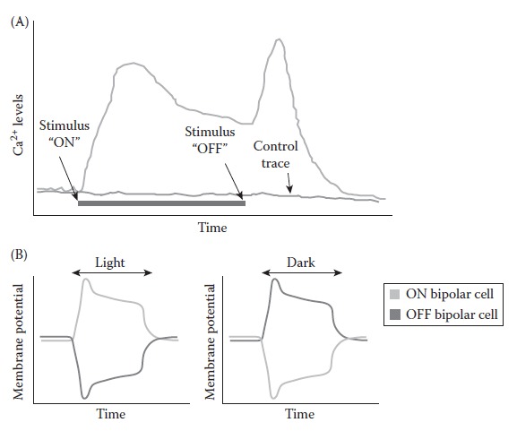 FIGURE 1.6. Ca2+ currents in ASH neurons after stimulation.
