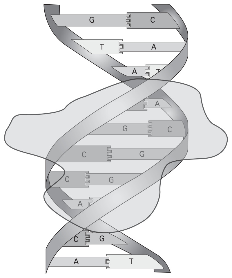 All from a Single Cell: How a Fertilized Egg Develops into a Baby ...