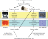 FIGURE 7.1. A dual-model scheme for preclinical studies using both the fragment models and full-length models of HD.