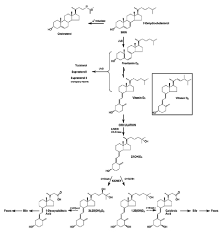 Flow diagram showing the chemical compounds involved with the metabolism of vitamin D2 and D3.