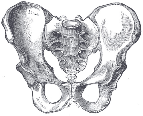 Bony Anatomy of the Pelvis – Male Posterior – Artery Studios –  Medical-Legal Visuals