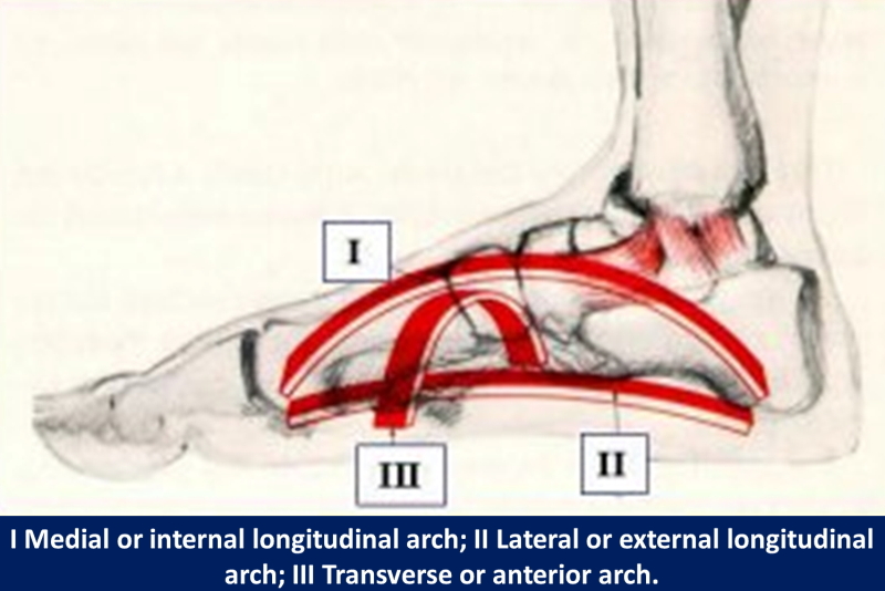 medial longitudinal arch