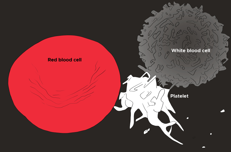 histology-white-blood-cell-statpearls-ncbi-bookshelf