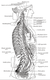 Anatomy of the right sympathetic chain with its associated plexuses Contributed by Katherine Humphreys from StatPears article "Anatomy, Back, Lumbar Sympathetic Chain"
