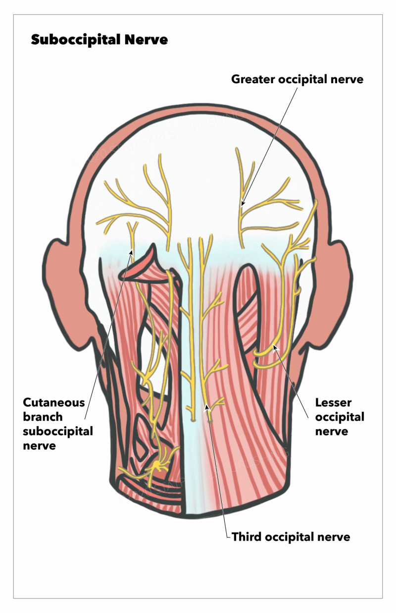 Nerves of the Posterior Head and Neck Region