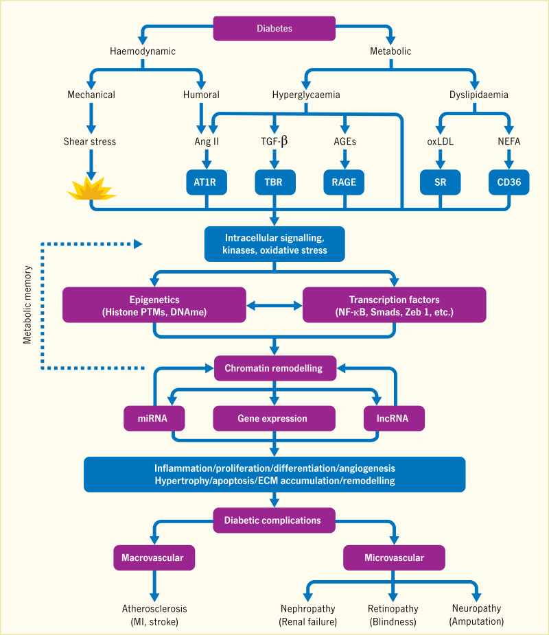 diabetes mellitus complications pathophysiology