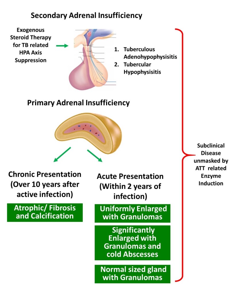 figure-2-mechanisms-of-adrenal-insufficiency-with-endotext