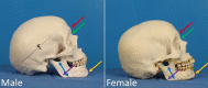 Differences between male and female skulls