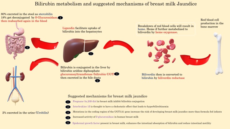 [Figure, Figure 1: A summary of bilirubin metabolism and suggested