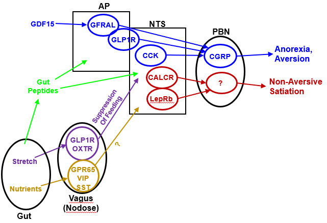 Role of hypothalamic tanycytes in nutrient sensing and energy balance, Proceedings of the Nutrition Society