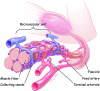 Figura 1. Strutture anatomiche generali del muscolo scheletrico e il suo apporto vascolare. Vedere il testo per la spiegazione.