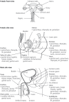 Fig. 1. Common sites of infections in the female and male genital tract.