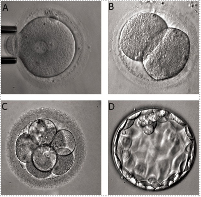 Figure Stages Of Embryo Development A StatPearls NCBI Bookshelf