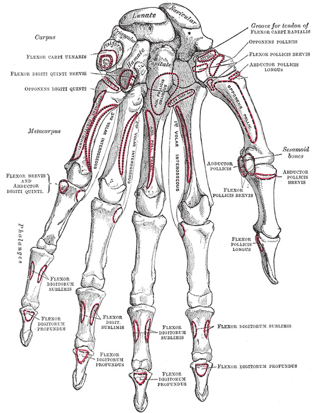 sesamoid bone hand