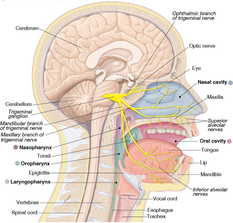 oral cavity anatomy without label