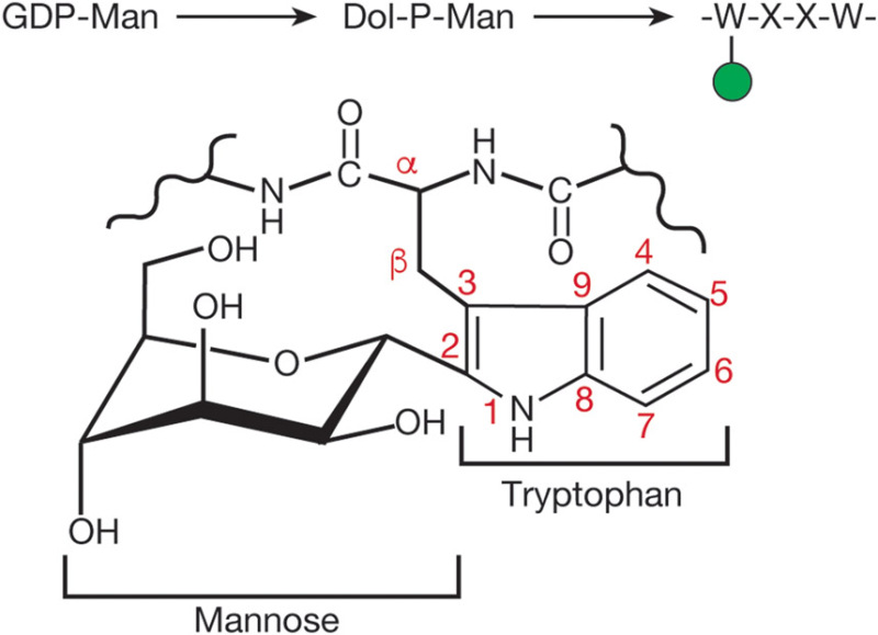 FIGURE 13.6.. Biosynthetic pathway for C-mannosylation and structural details of a C-mannosylated tryptophan.