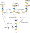 FIGURE 6.1.. The strict acceptor substrate specificity of glycosyltransferases is illustrated by the human B blood group α1-3 galactosyltransferase.