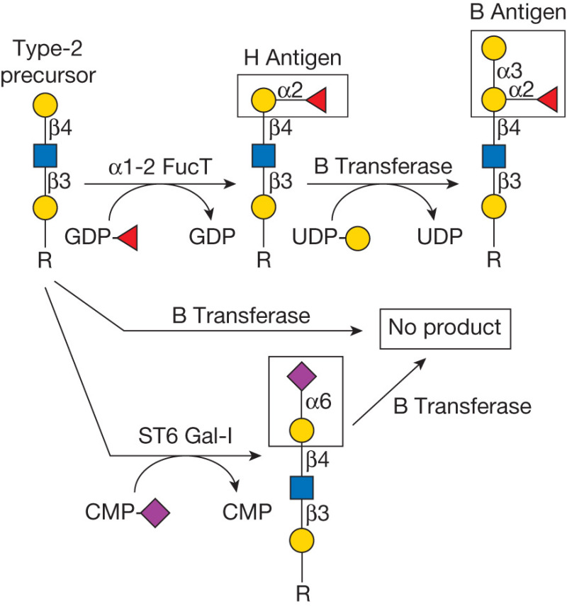 glycobiology eth