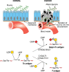 FIGURE 47.2.. Loss of normal topology and polarization of epithelial cells in cancer results in secretion of mucins with truncated O-GalNAc glycans, such as sialyl-Tn (STn) and Tn, into the bloodstream.