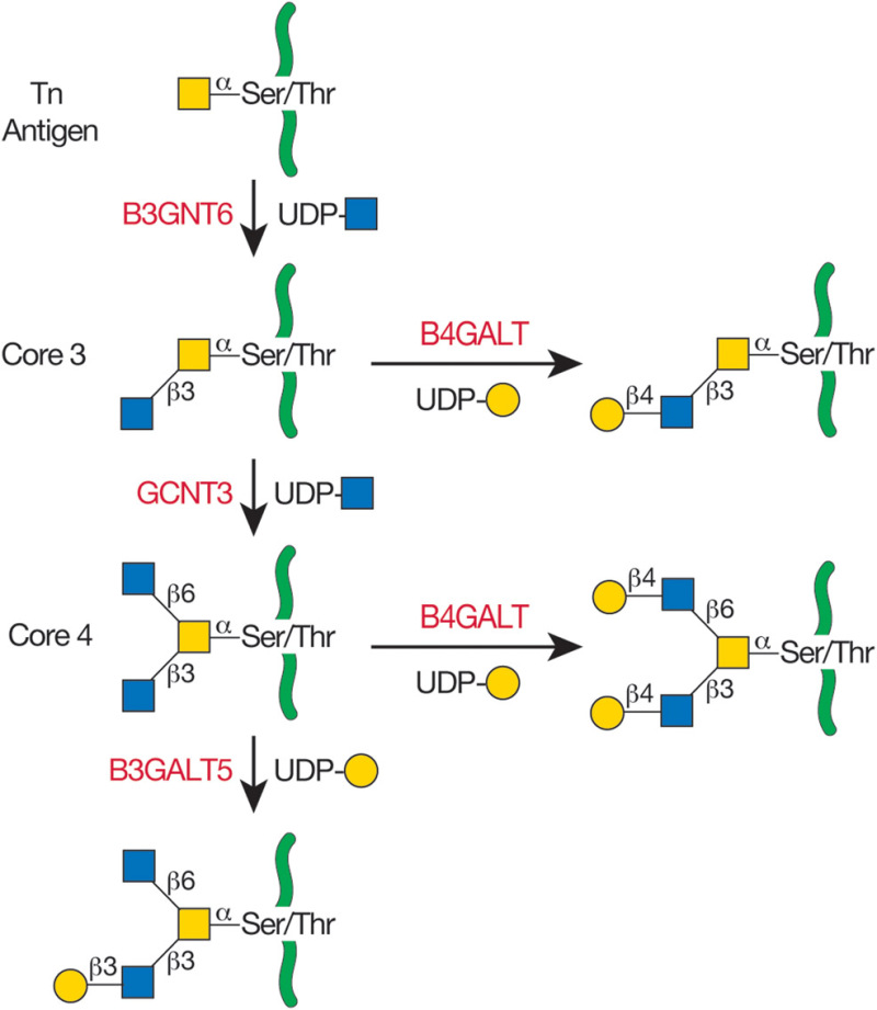 Figure 103 Biosynthesis Of Core 3 And 4 O Galnac Glycans As