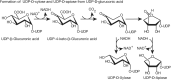 FIGURE 5.2.. Biosynthesis of UDP-xylose and the branched sugar donor UDP-apiose from UDP-GlcA.