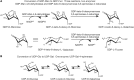 FIGURE 5.3.. Conversion of activated sugar donors.