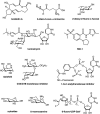 FIGURE 55.1.. Different classes of compounds for inhibiting glycosylation including those that prevent the formation of biosynthetic precursors, those that directly act on glycosidases and glycosyltransferases, and those that serve as primers/decoys and chain terminators.
