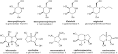 FIGURE 55.2.. Examples of alkaloids that inhibit glycosidases involved in N-linked glycan biosynthesis.