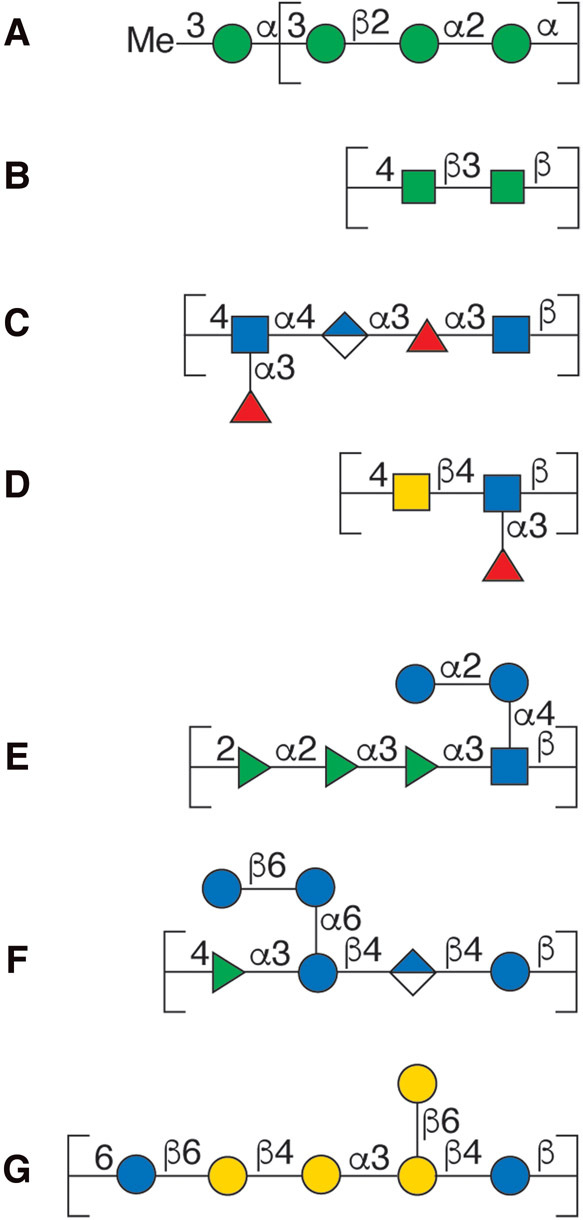 FIGURE 3.4.. Schematic representation in SNFG (Symbol Nomenclature for Glycans) format of repeating units of bacterial polysaccharides: (A) O-antigen of E.