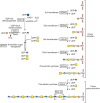 FIGURE 25.5.. Biosynthesis of chondroitin in Caenorhabditis elegans.