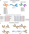 FIGURE 36.1.. Different types of galectins in vertebrates and invertebrates and their organization and sequences.