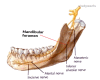 Mandibular foramen Image courtesy O