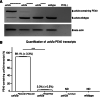 Fig. 2. Human USH2A PE40 incorporation in zebrafish ush2a transcripts.