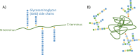 Fig. 1. Model structures of proteoglycans and glycoproteins.