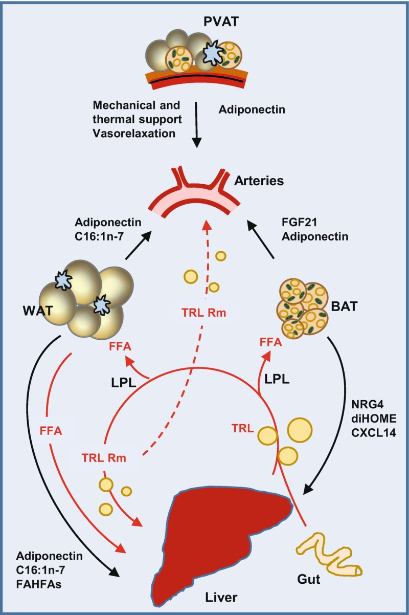 Fig. 1. Role of adipose tissues for cardiometabolic homeostasis under healthy conditions.