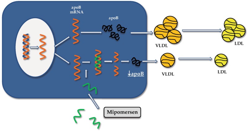 Fig. 3. Mechanism of action of mipomersen.